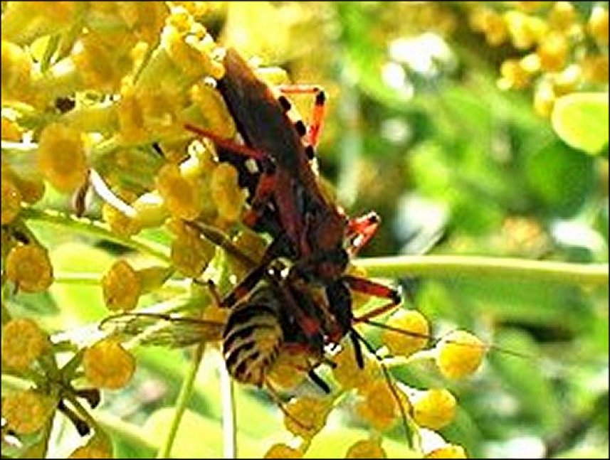 Rhynocoris iracundus 8