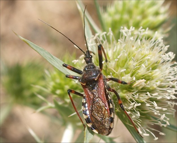 Rhynocoris iracundus 9