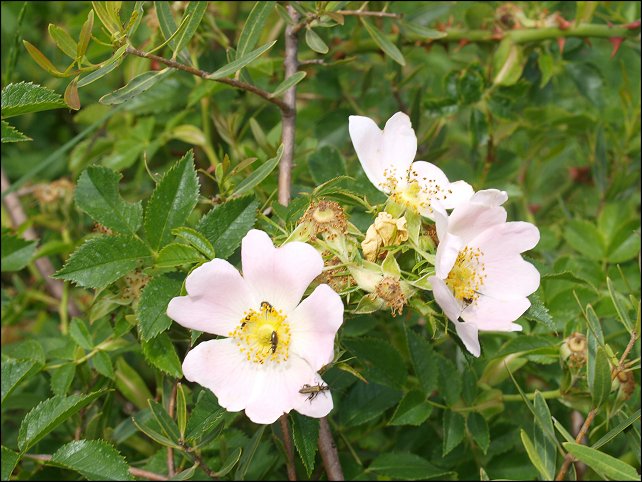 Rosa canina a