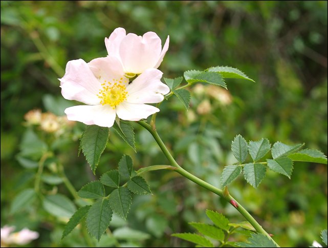 Rosa canina b