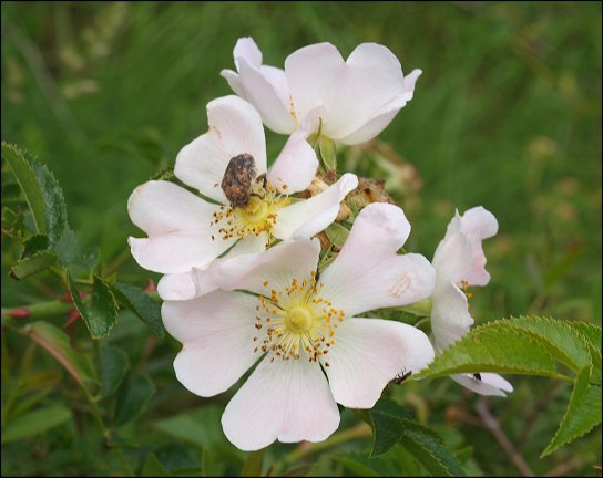 Rosa canina c