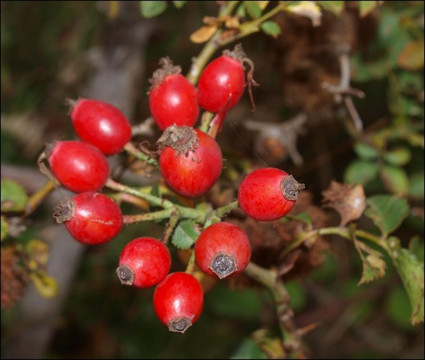 Rosa canina d