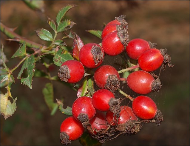Rosa canina e