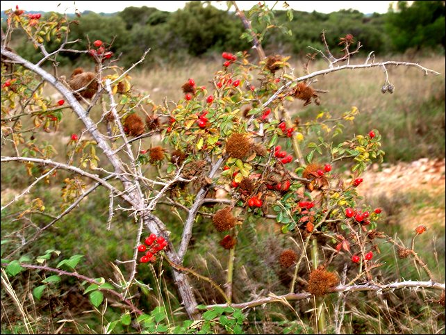 Rosa canina f