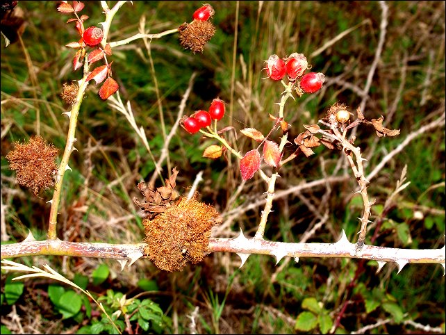 Rosa canina g