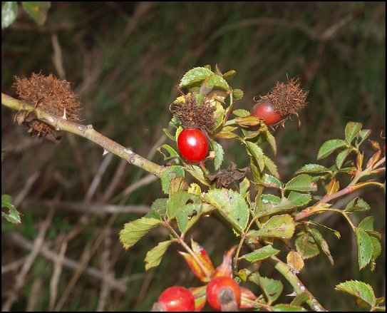 Rosa canina h