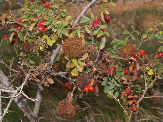 Rosa canina k