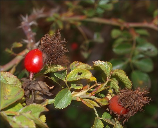 Rosa canina m