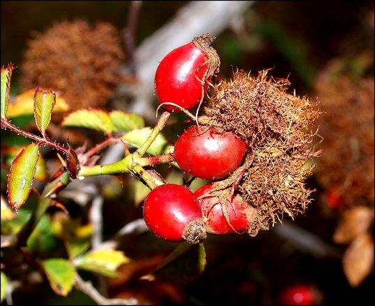 Rosa canina n