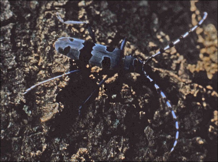Rosalia alpina 1