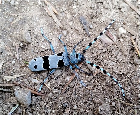 Rosalia alpina 4