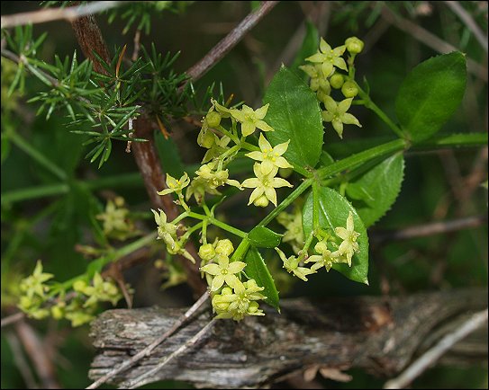 Rubia peregrina 8