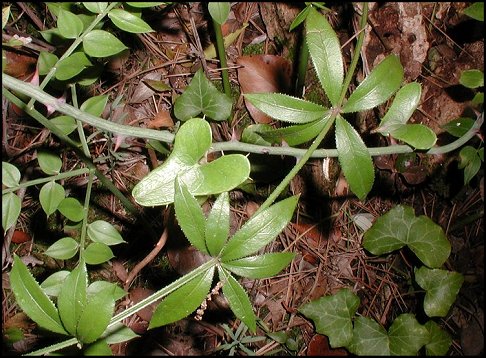 Rubia, Smilax