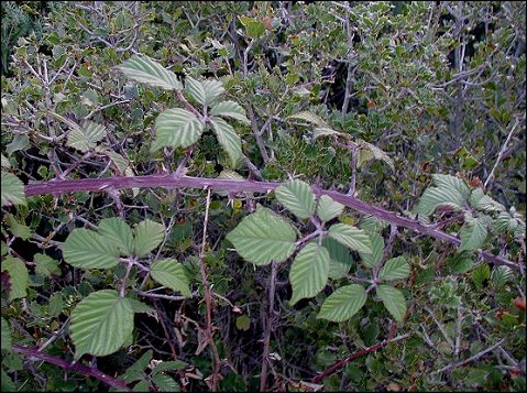 Rubus sur Kerms