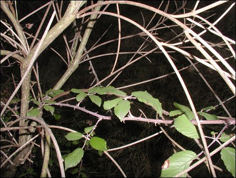 Rubus sur Spartier