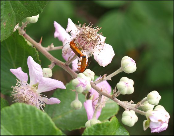 Rubus ulmifolius 10