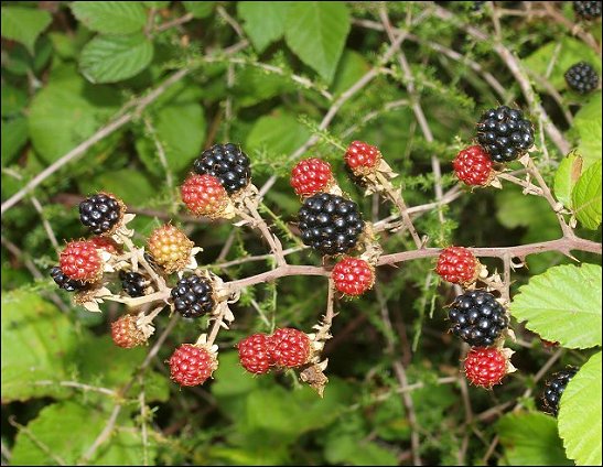 Rubus ulmifolius 9