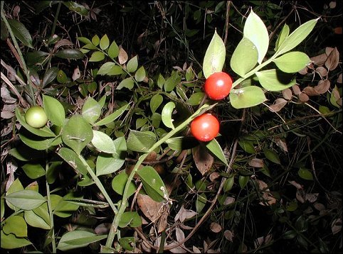 Ruscus aculeatus 1
