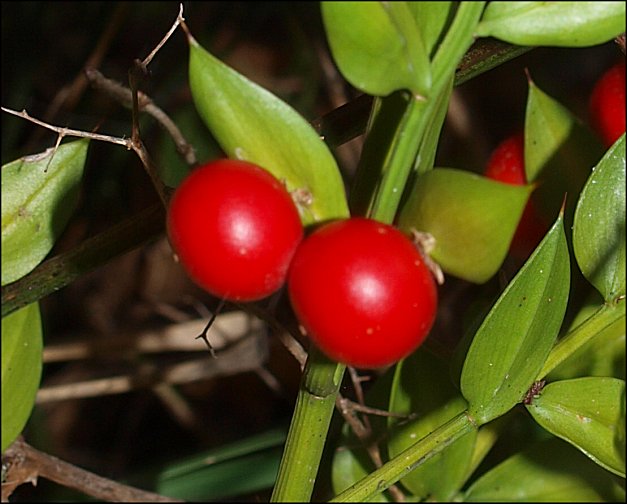Ruscus aculeatus 11
