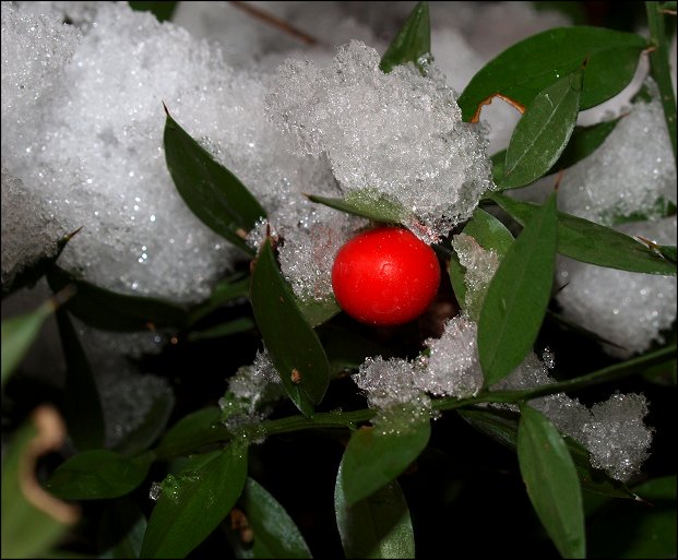 Ruscus aculeatus 12
