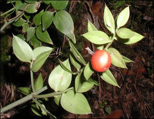 Ruscus aculeatus 2