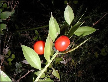 Ruscus aculeatus 3