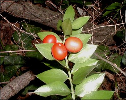 Ruscus aculeatus 4