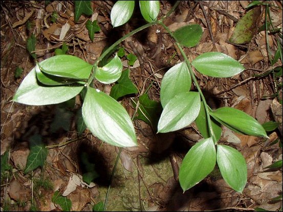 Ruscus aculeatus 5