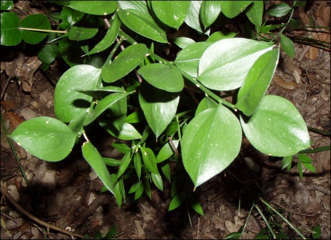 Ruscus aculeatus 6