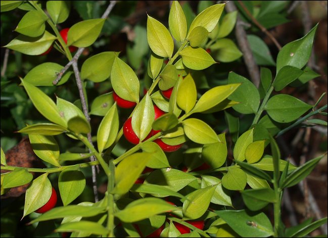 Ruscus aculeatus 7