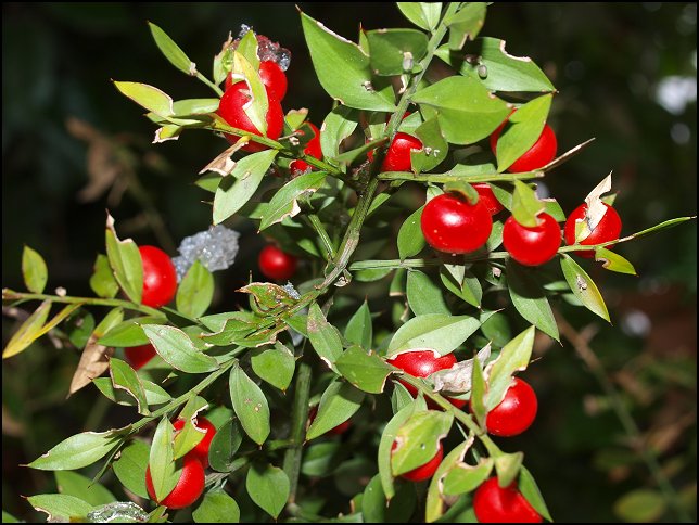 Ruscus aculeatus 8