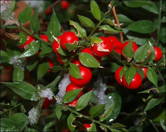 Ruscus aculeatus 9