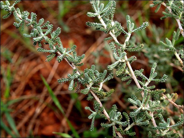 Santolina chamaecyparissus 1