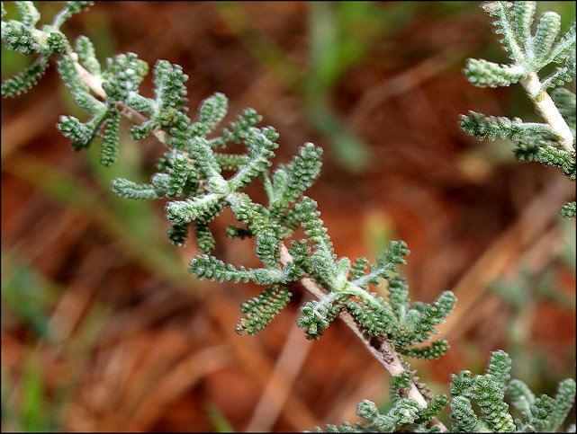 Santolina chamaecyparissus c