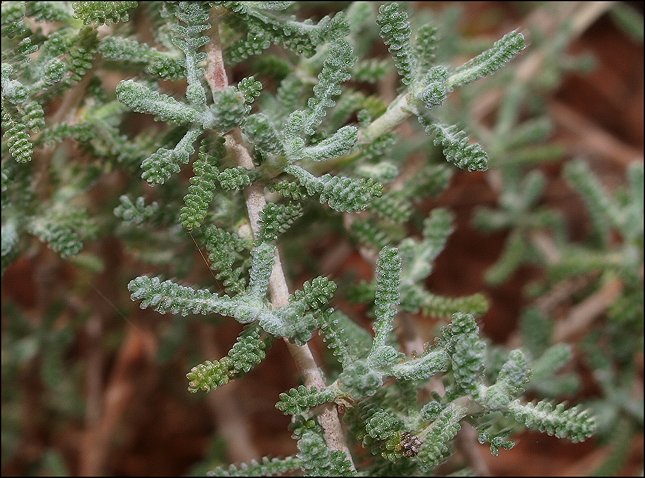 Santolina chamaecyparissus d