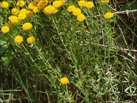 Santolina chamaecyparissus e