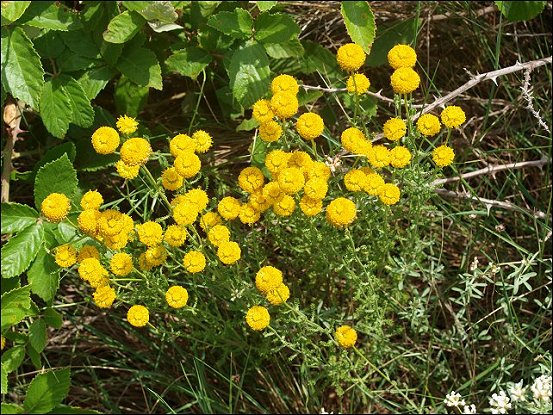Santolina chamaecyparissus f