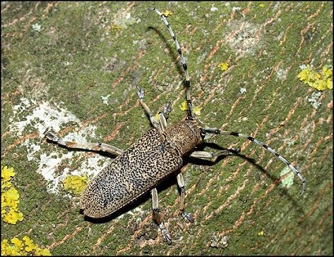 Saperda carcharias 1