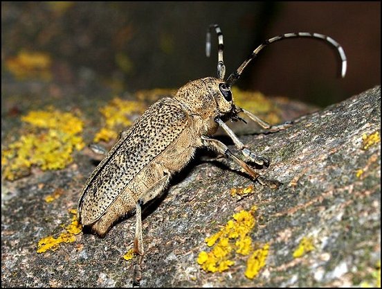 Saperda carcharias 2