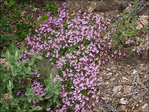 Saponaria ocymoides 1