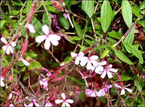 Saponaria ocymoides 10