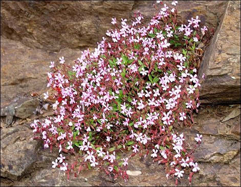 Saponaria ocymoides 2
