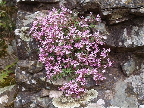 Saponaria ocymoides 3