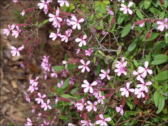 Saponaria ocymoides 4