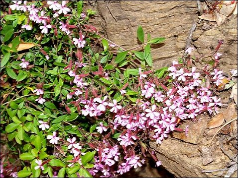 Saponaria ocymoides 5