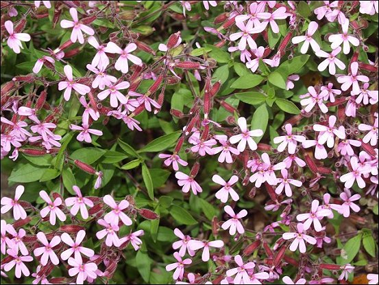 Saponaria ocymoides 6