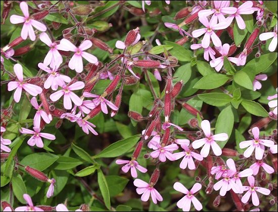 Saponaria ocymoides 7