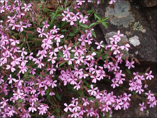 Saponaria ocymoides 8