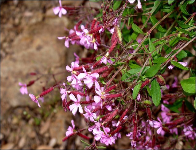 Saponaria ocymoides 9