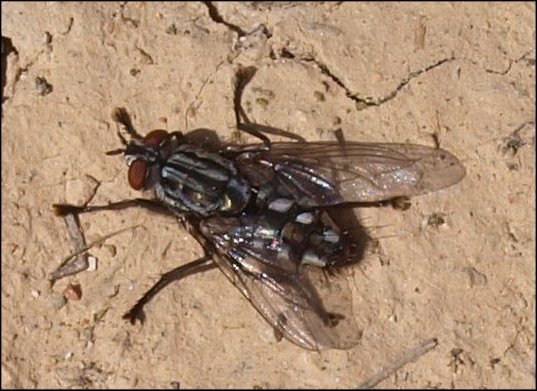 Sarcophaga carnaria 1